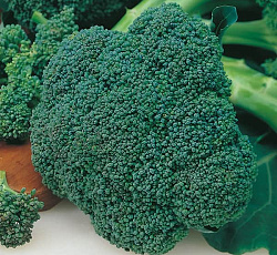 Капуста брокколи Партенон F1
