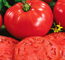 Томат Суперсладкое чудо