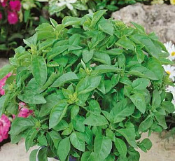 Базилик Гурман мятный