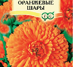 Календула Оранжевые шары (низкорослая/махровая)