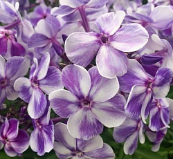 Флокс (Российская селекция) - Гжель