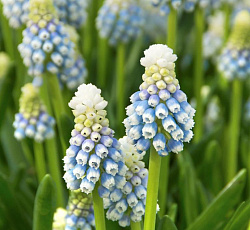 Мускари - Армянский Маунтин Леди