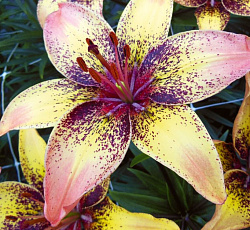 Лилия (азиатская танго) - Голден Браун