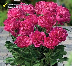 Пион (Патио) - Лондон