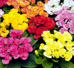 Примула обыкновенная Ромио F1