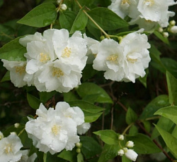 Жасмин (садовый) - Комсомолец