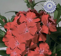 Гвоздика Диана Скарлет