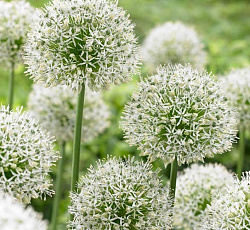 Лук декоративный - Маунт Эверест