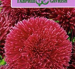 Астра Джувел Родолит