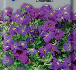 Аубреция Фиолетовая