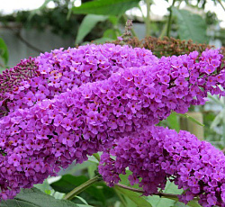 Буддлея Давида - Бодер Бьюти