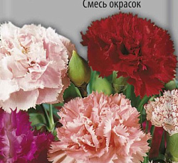 Гвоздика садовая Шабо Смесь окрасок