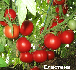 Томат Сластена