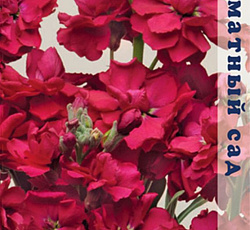 Маттиола Ароматный букет Красный