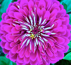 Цинния Гиганты Бенари Парпл