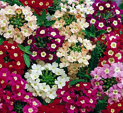 Вербена гибридная Идеал