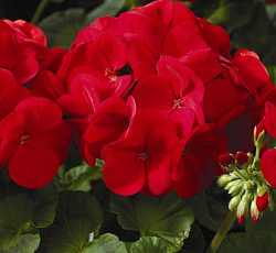 Пеларгония зональная Найт скарлет F1
