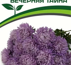 Астра китайская Вечерняя тайна (Хризантелла)