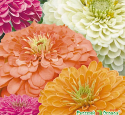 Цинния Смесь Русский размер