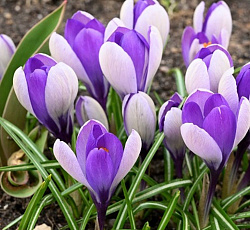 Крокус (крупноцветковый) - Уэйл Шарк