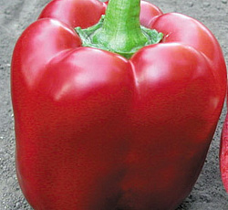 Перец сладкий Бутуз