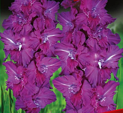 Гладиолус (Российская селекция) - Павел Чумарин