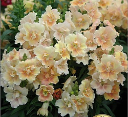 Антирринум махровый Твинни F1 Пич