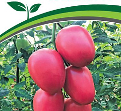 Томат Камелот F1