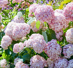 Гортензия (древовидная) - Кандибел Маршмеллоу (Люкс)