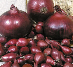 Лук-севок Кармен МС (Россия)