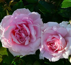 Роза (канадская парковая) - Ламберт Клосс