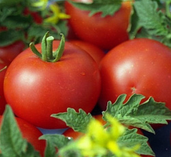 Томат Московский ультраскороспелый