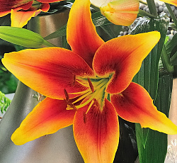 Лилия (ОА-гибрид) - Кавери