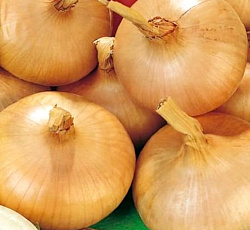 Лук репчатый Скороспелка