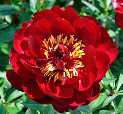 Пион (травянистый) - Бакай Белл