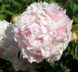 Пион (травянистый) - Шифон Парфе (Люкс)