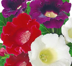Глоксиния Прекрасная смесь Триколор