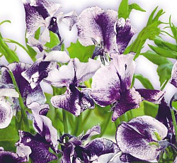 Душистый горошек Птичка певчая