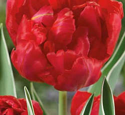 Тюльпан (Махровый ранний) - Флеш Поинт