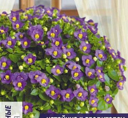 Экзакум Принцесса Дип блю