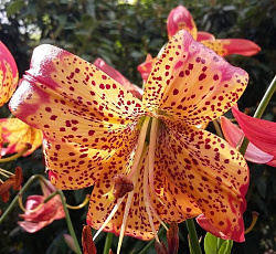 Лилия (видовая) - Фьюжн