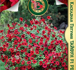 Петуния гигантская каскадная Тайфун F1 Ред Велюр