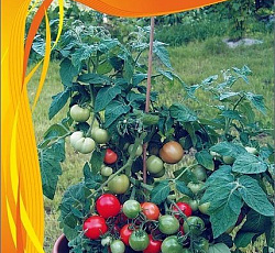 Томат декоративный Ямайка F1