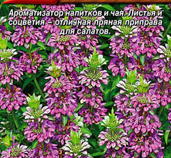 Монарда лимонная (бергамот) Мона Лиза