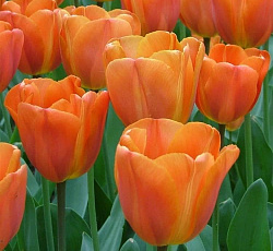 Тюльпан (Триумф) - Ани Шилдер