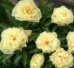 Пион (травянистый) - Санни Гёрл (Люкс)