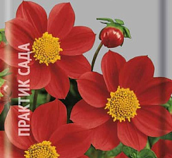 Георгина Мигнон красная (низкорослая)