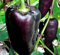 Перец сладкий Мачо