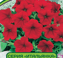 Петуния Итальянка Доротея F1 многоцветковая каскадная