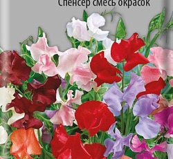 Душистый горошек Спенсер (смесь окрасок)
